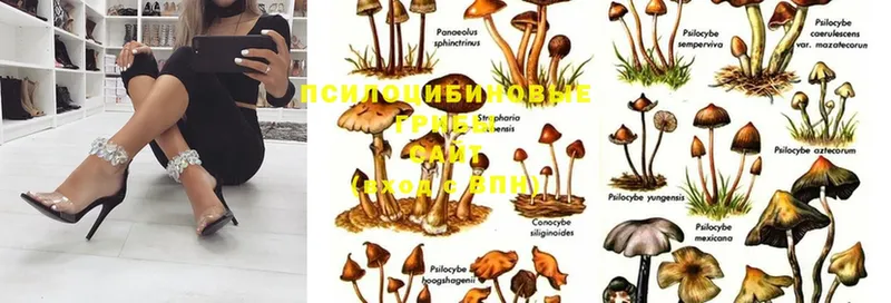 Галлюциногенные грибы Magic Shrooms  Дивногорск 